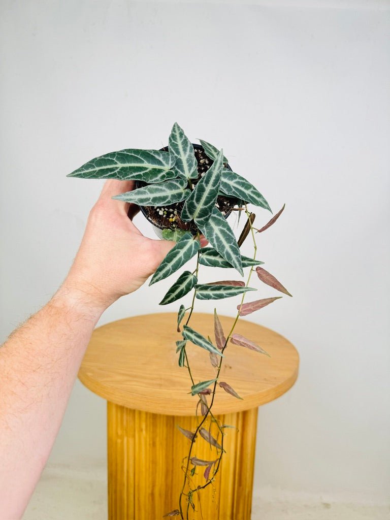 Cissus Amazonica | Uprooted