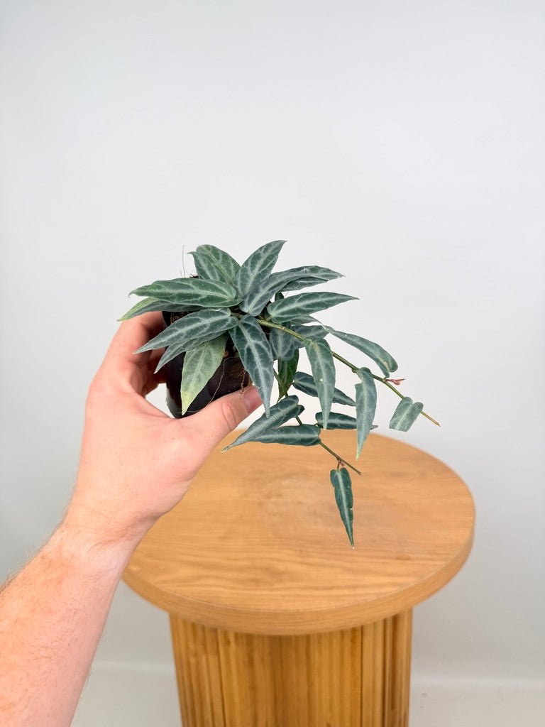 Cissus Amazonica | Uprooted