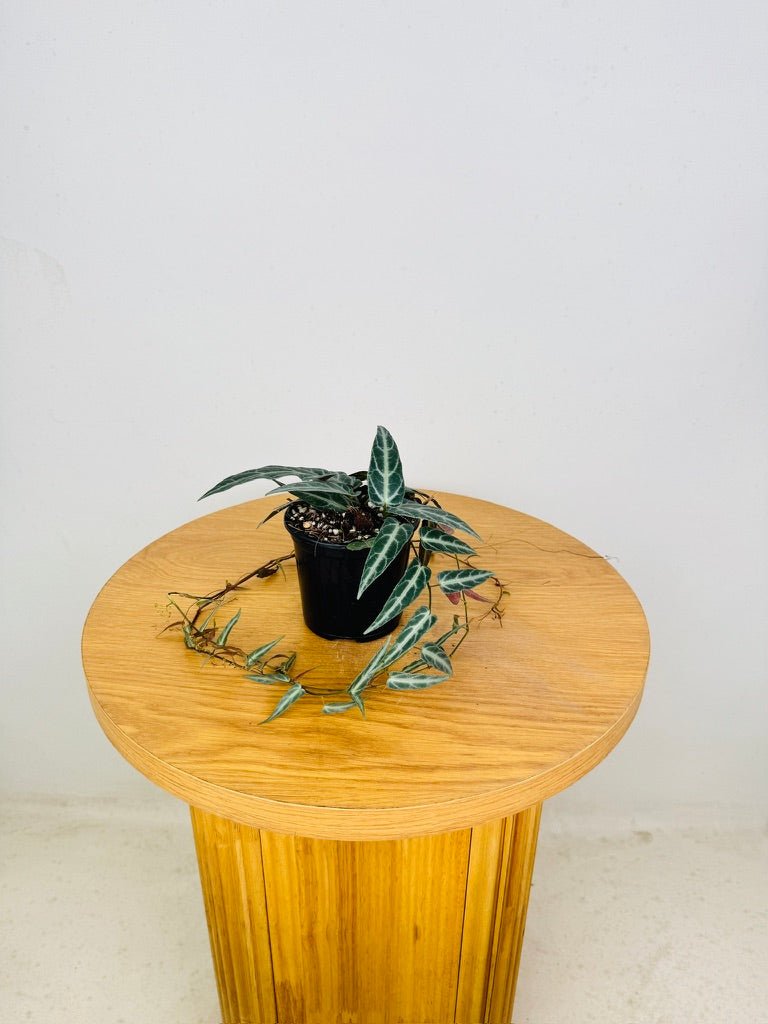 Cissus Amazonica | Uprooted