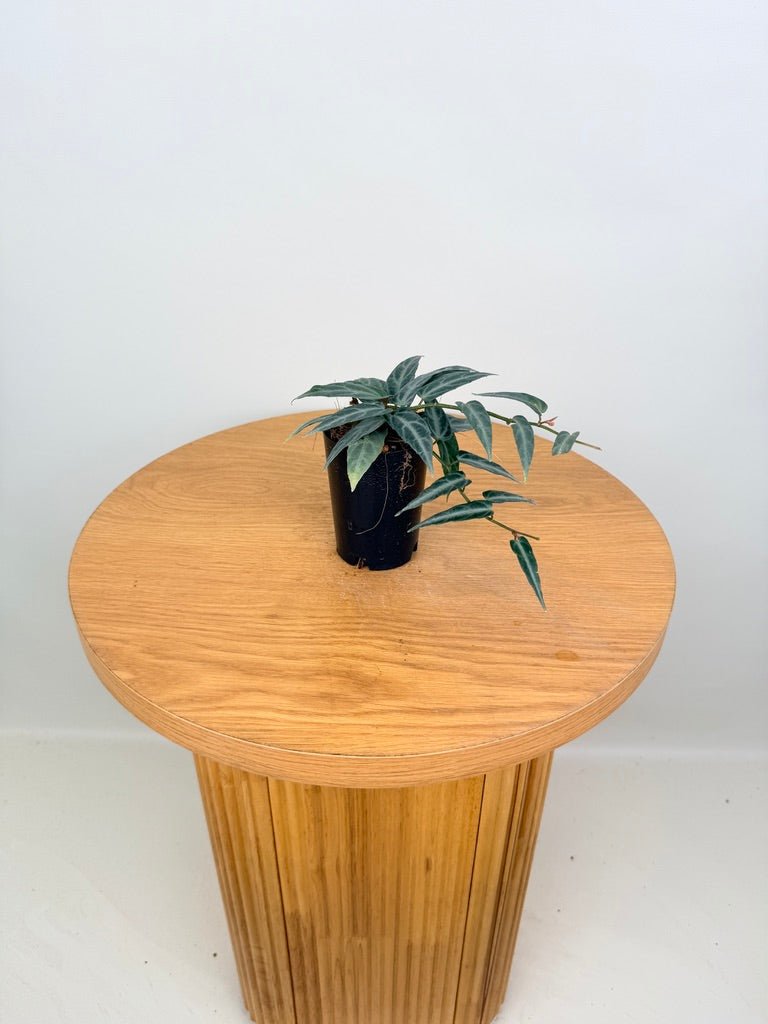 Cissus Amazonica | Uprooted
