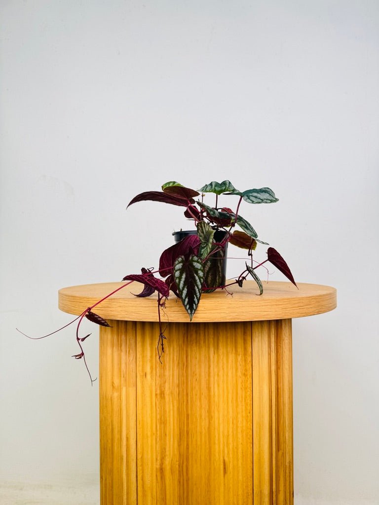 Cissus Discolor | Uprooted