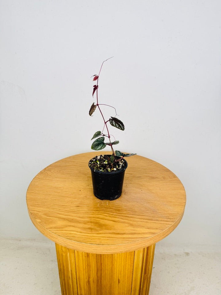 Cissus Discolor | Uprooted