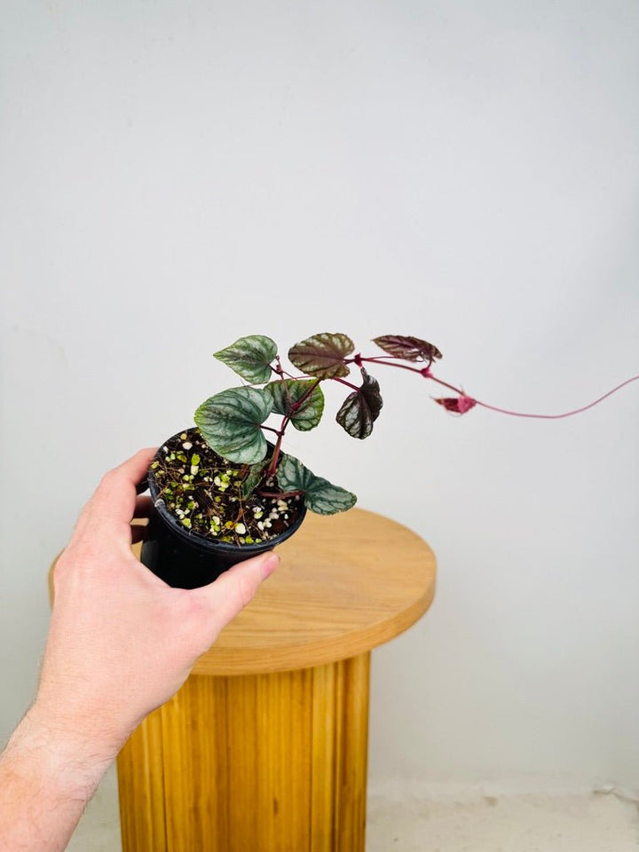 Cissus Discolor | Uprooted