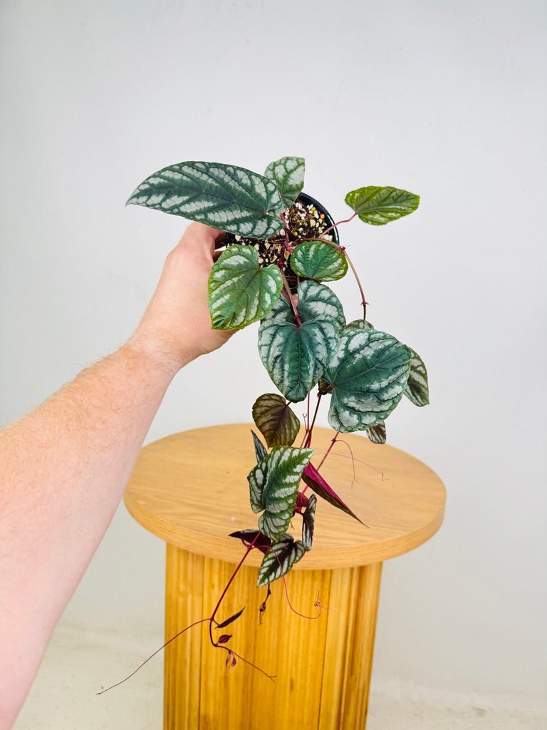 Cissus Discolor | Uprooted
