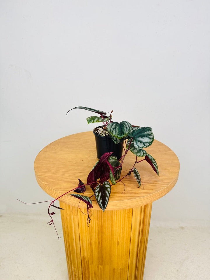 Cissus Discolor | Uprooted