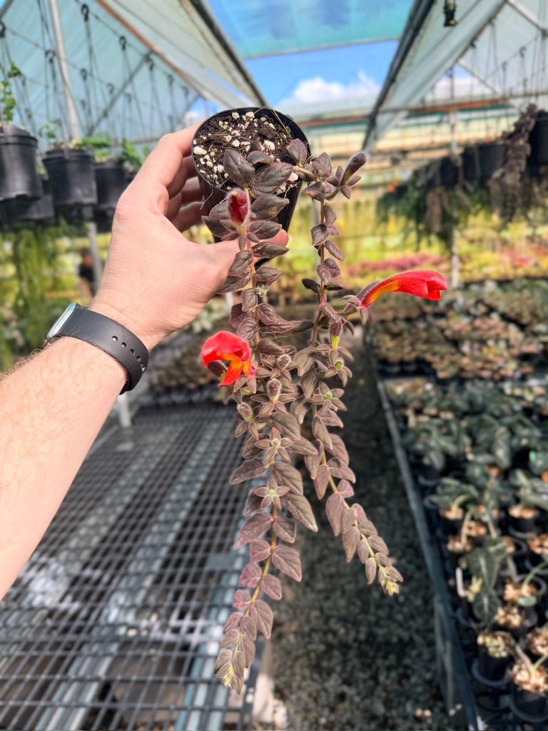 Columnea Gloriosa [Columnea Microcalyx] | Uprooted
