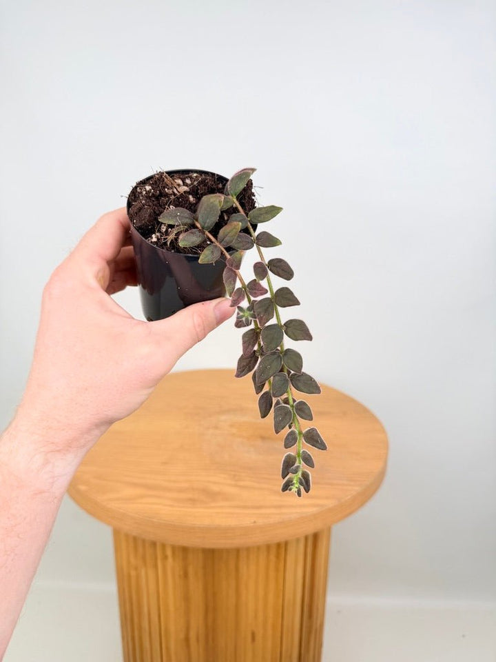 Columnea Microcalyx | Uprooted