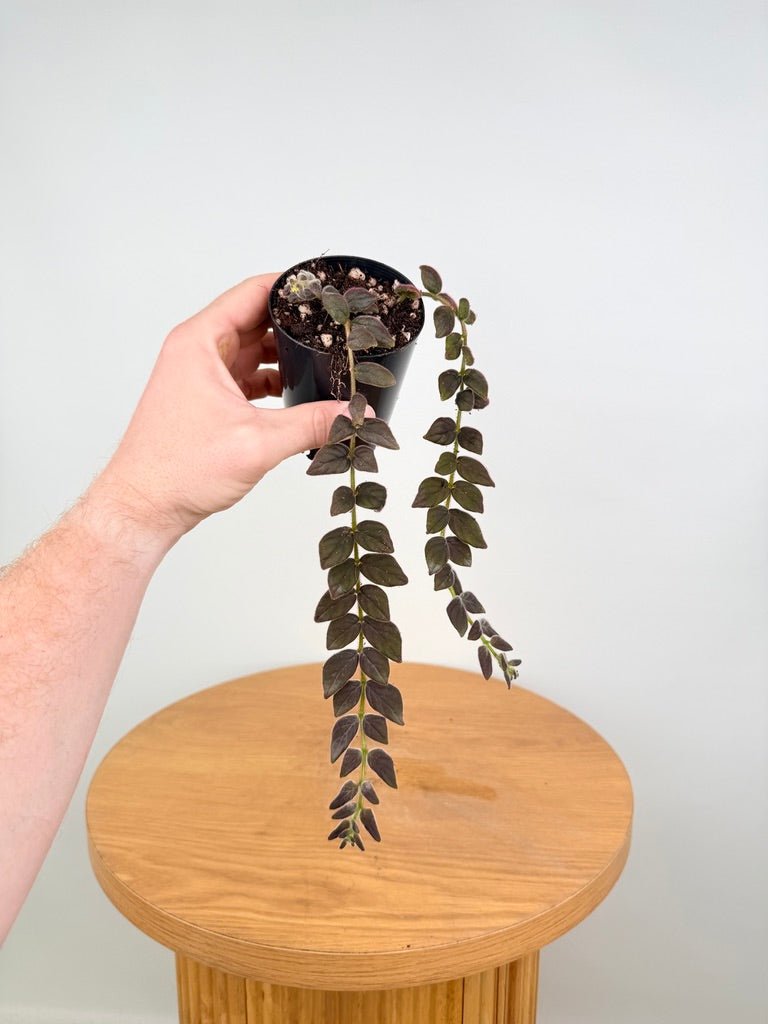 Columnea Microcalyx | Uprooted