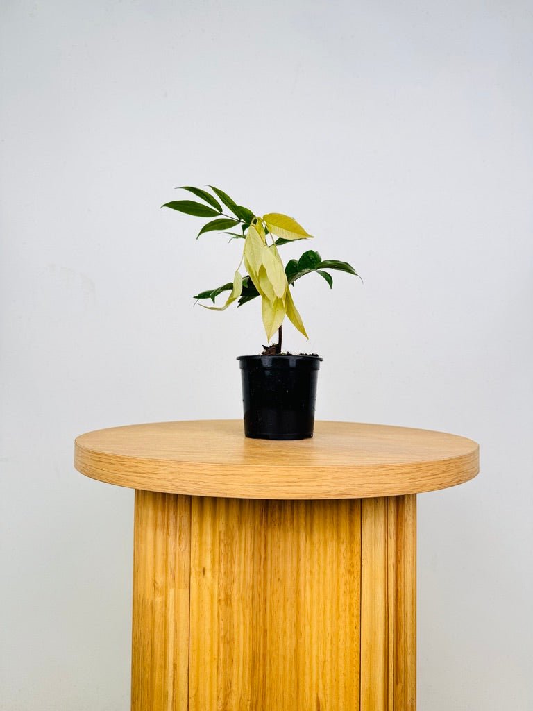Cynometra Lenticellata - Silk Handkerchief Tree | Uprooted