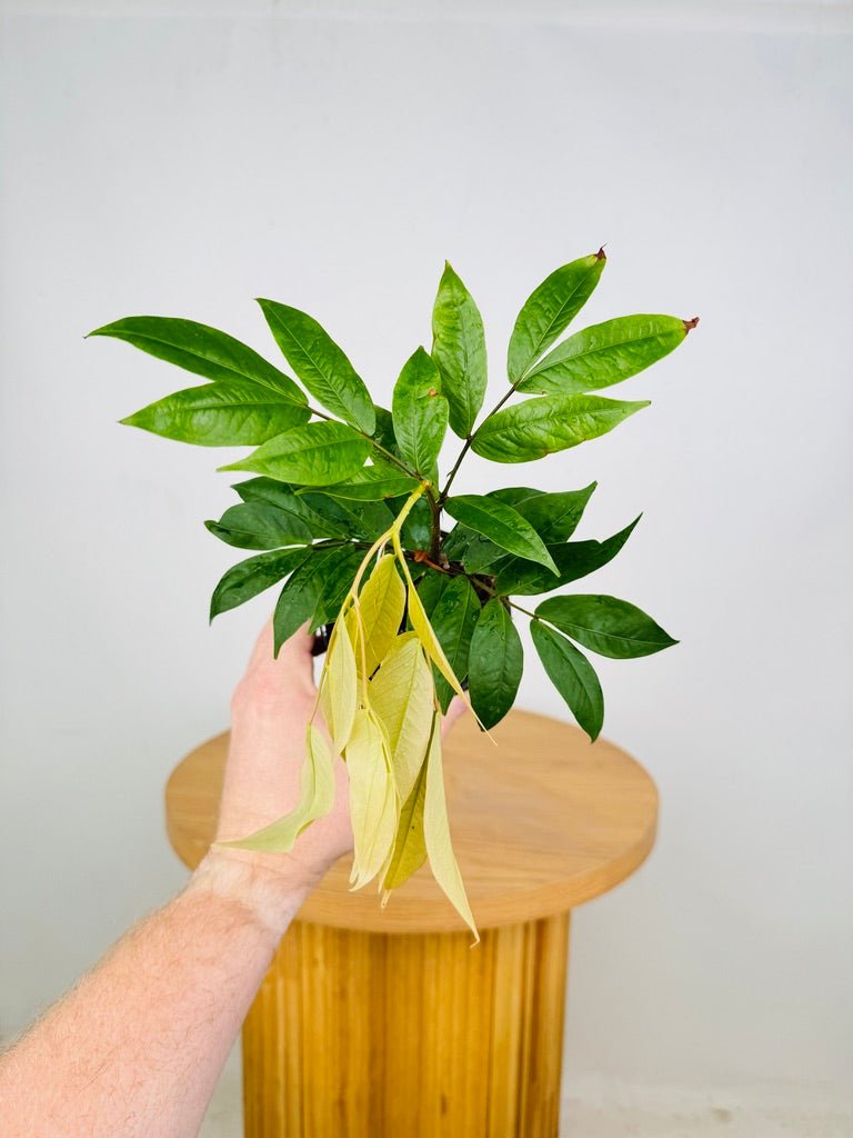 Cynometra Lenticellata - Silk Handkerchief Tree | Uprooted