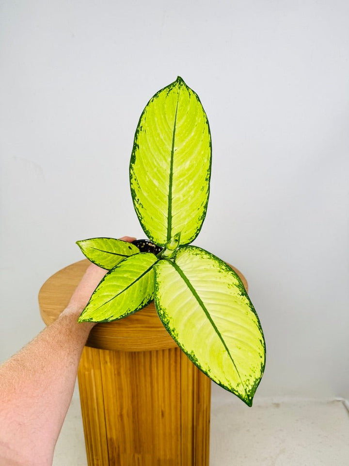 Dieffenbachia Seguine - Crocodile | Uprooted