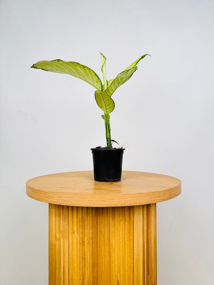 Dieffenbachia Seguine - Crocodile | Uprooted