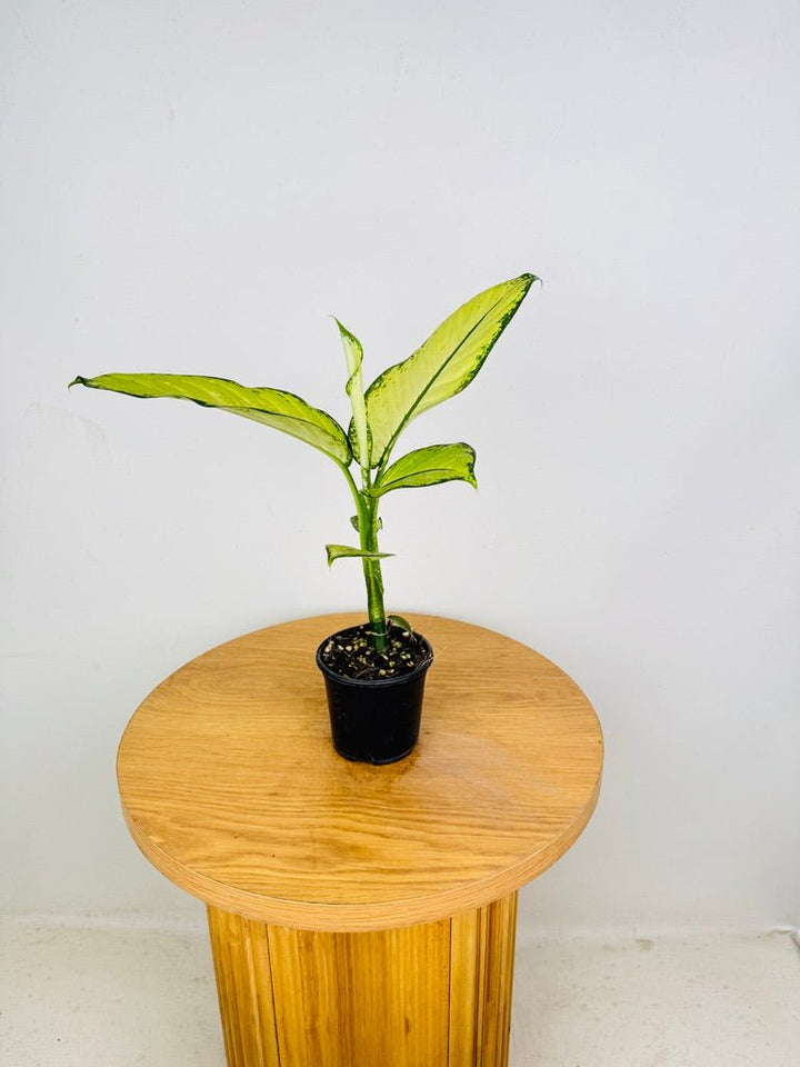 Dieffenbachia Seguine - Crocodile | Uprooted