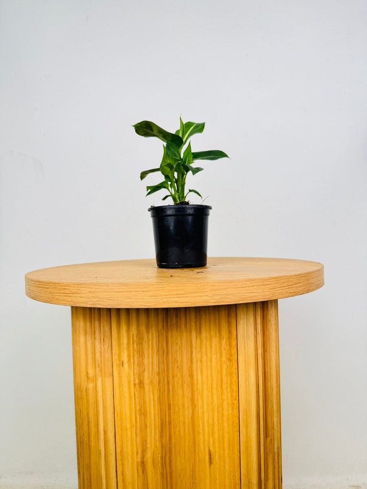 Dieffenbachia Seguine - Green Magic | Uprooted