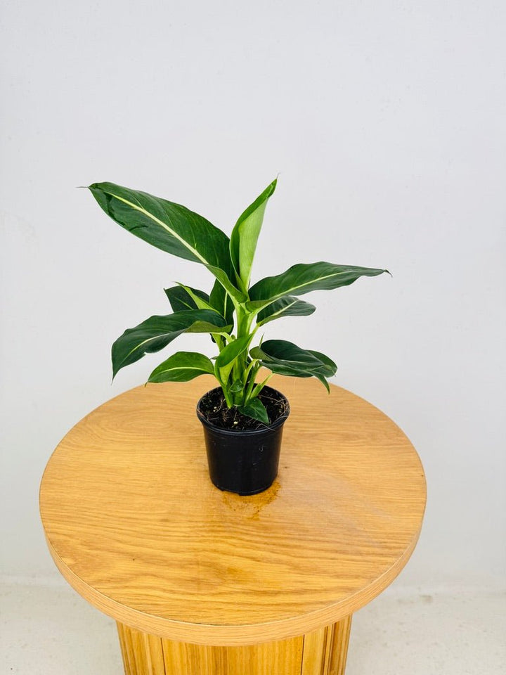 Dieffenbachia Seguine - Green Magic | Uprooted