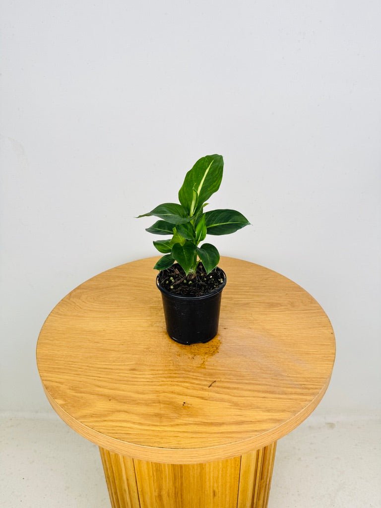 Dieffenbachia Seguine - Green Magic | Uprooted
