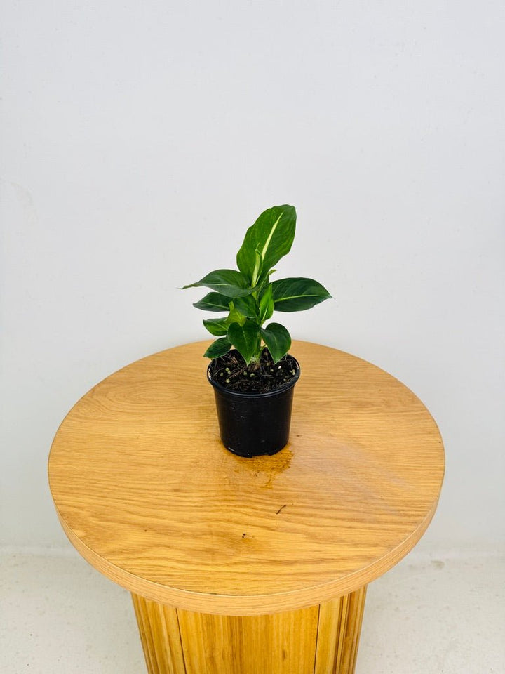 Dieffenbachia Seguine - Green Magic | Uprooted
