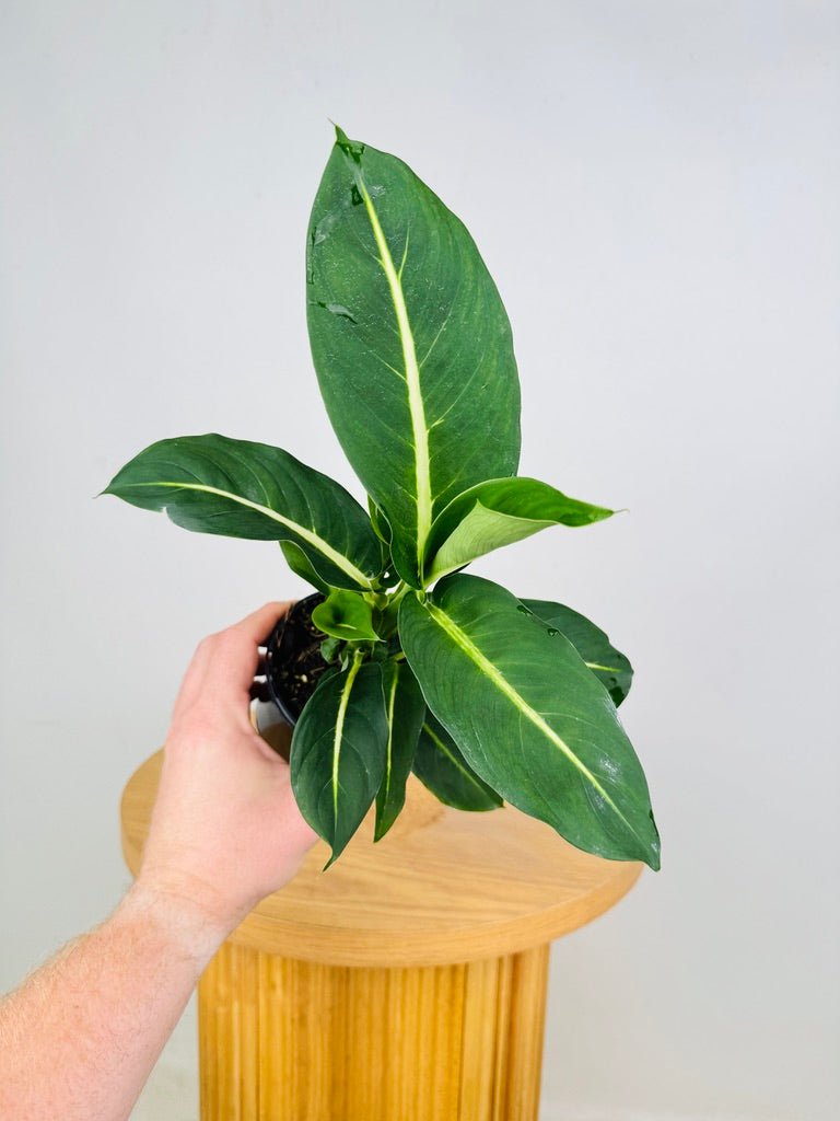 Dieffenbachia Seguine - Green Magic | Uprooted