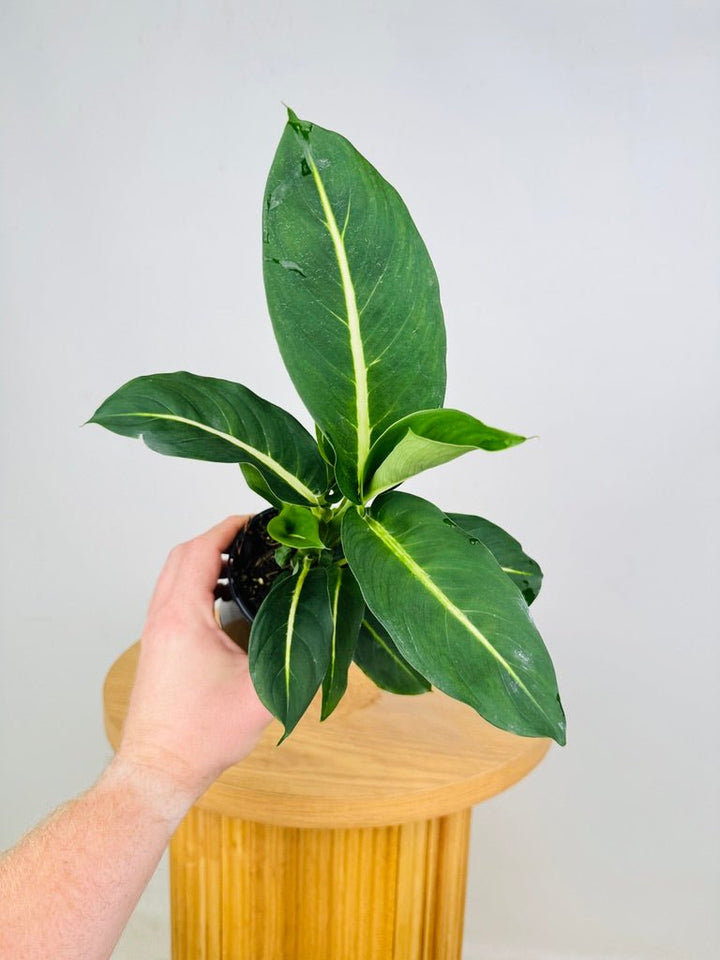 Dieffenbachia Seguine - Green Magic | Uprooted