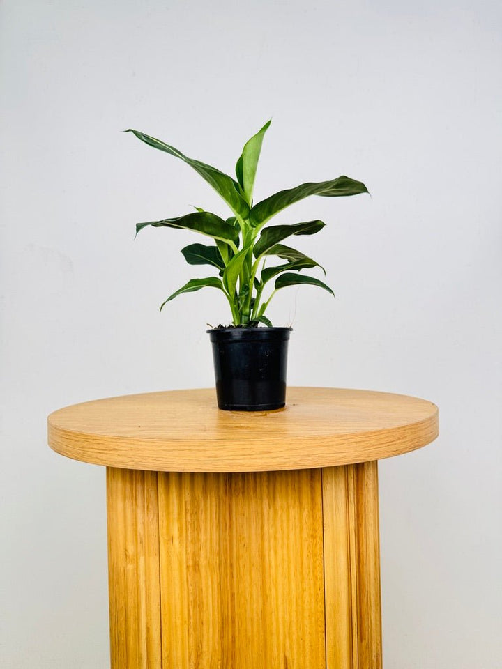 Dieffenbachia Seguine - Green Magic | Uprooted