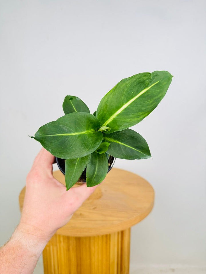 Dieffenbachia Seguine - Green Magic | Uprooted