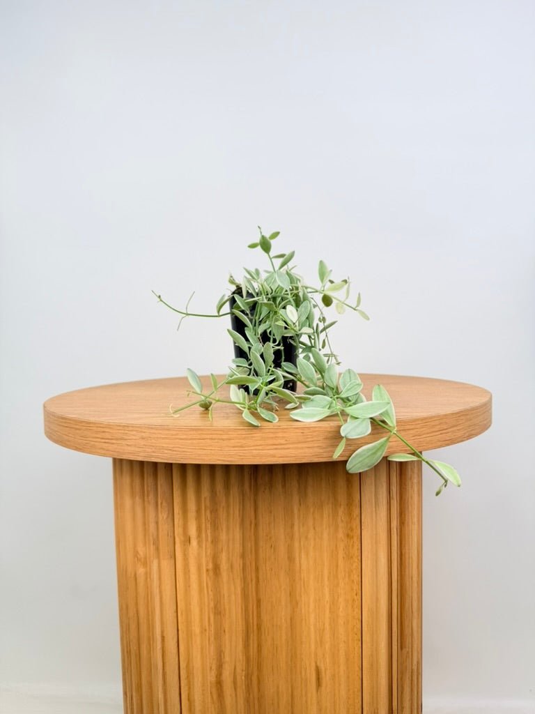 Dischidia Oiantha Variegata | Uprooted