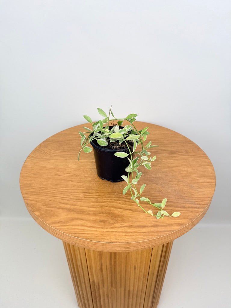 Dischidia Oiantha Variegata | Uprooted