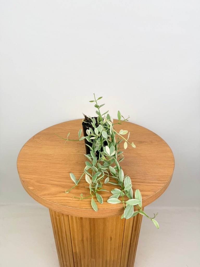 Dischidia Oiantha Variegata | Uprooted