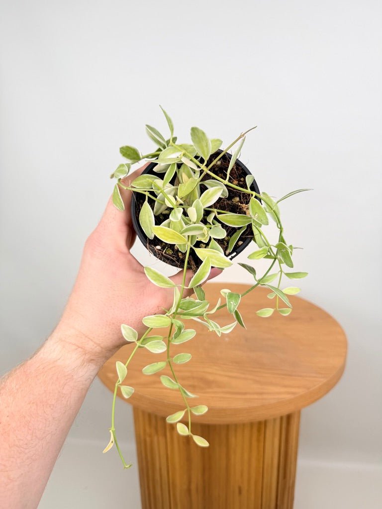 Dischidia Oiantha Variegata | Uprooted