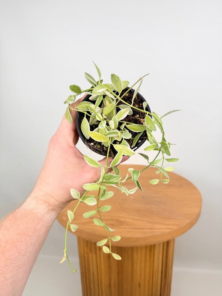 Dischidia Oiantha Variegata | Uprooted