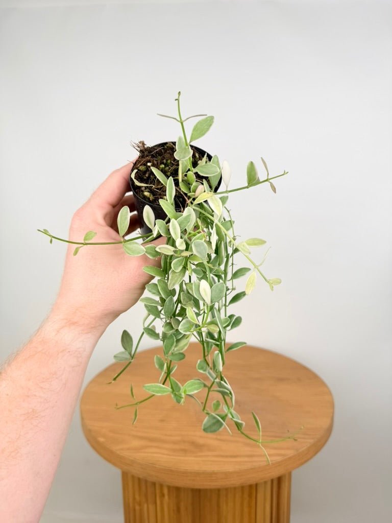 Dischidia Oiantha Variegata | Uprooted