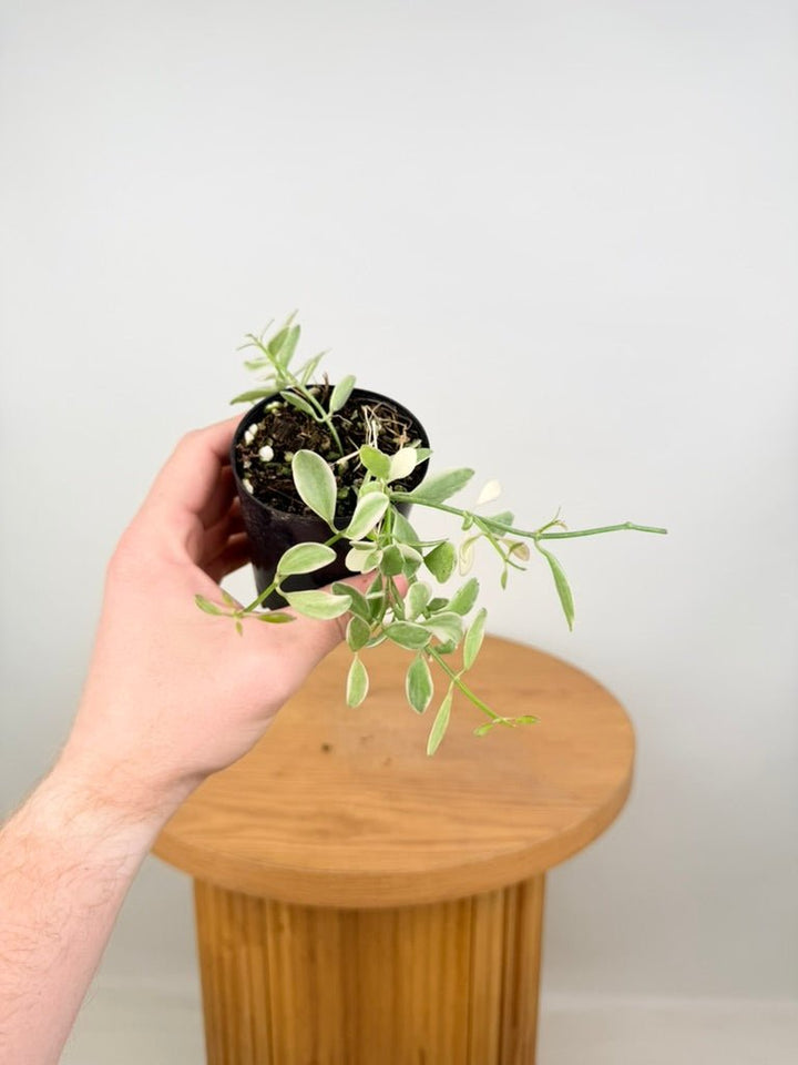 Dischidia Oiantha Variegata | Uprooted