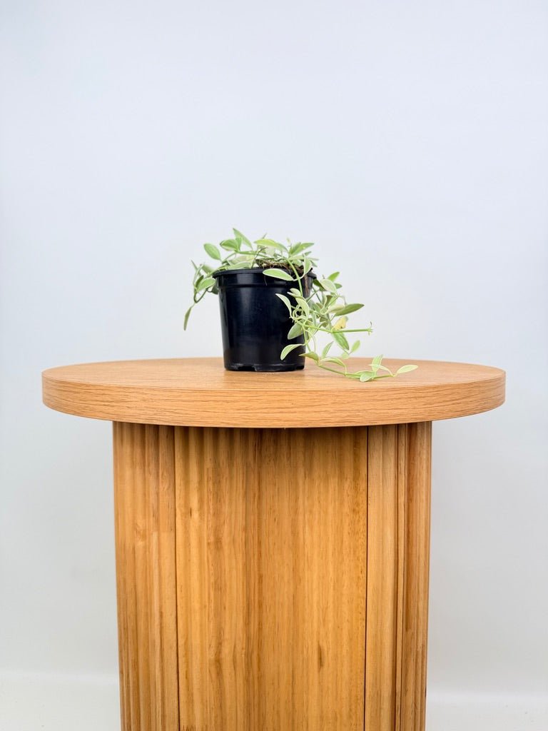 Dischidia Oiantha Variegata | Uprooted