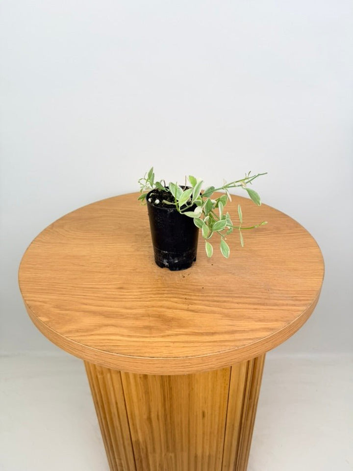 Dischidia Oiantha Variegata | Uprooted