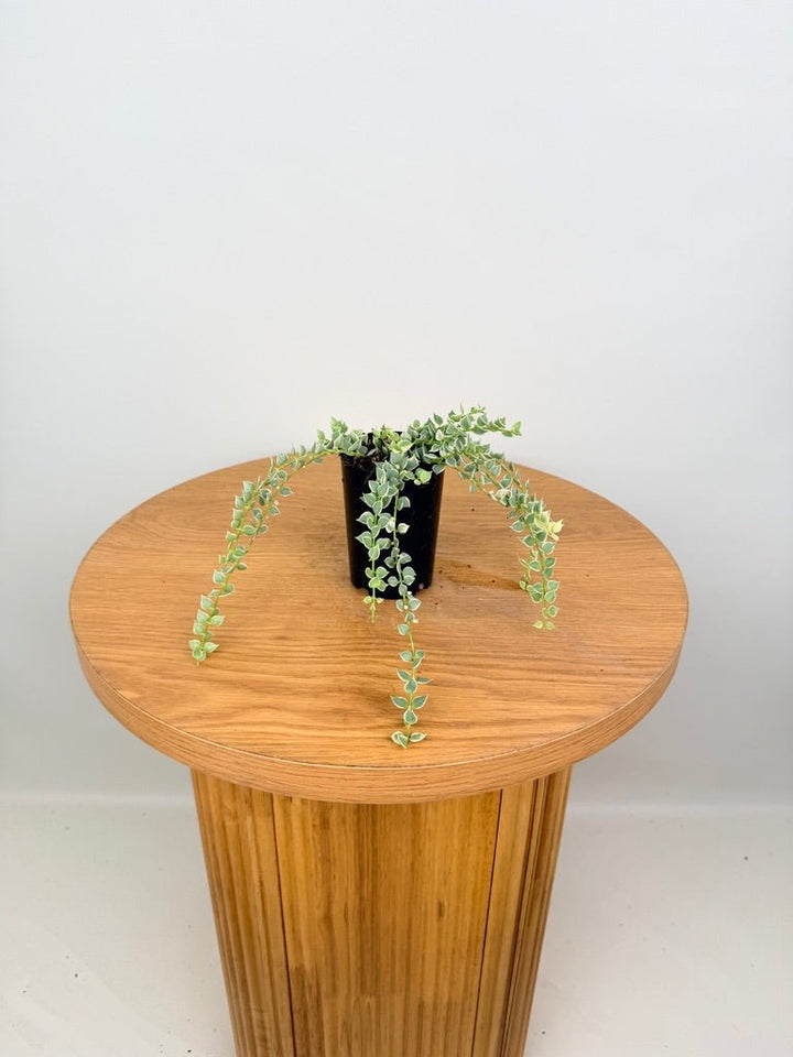 Dischidia Ruscifolia Variegata - Million Hearts | Uprooted