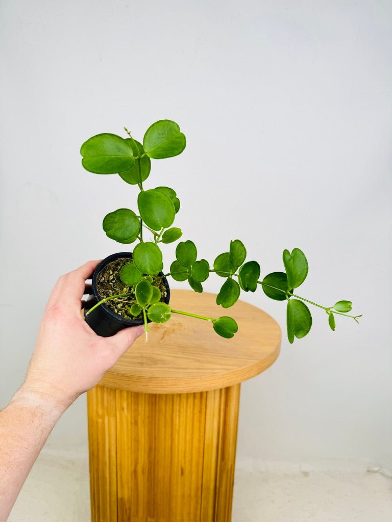 Dischidia Tonsuensis | Uprooted