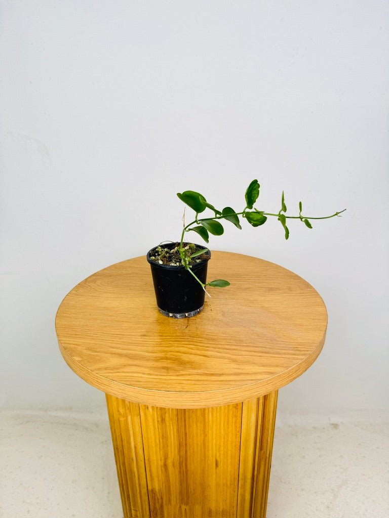Dischidia Tonsuensis | Uprooted