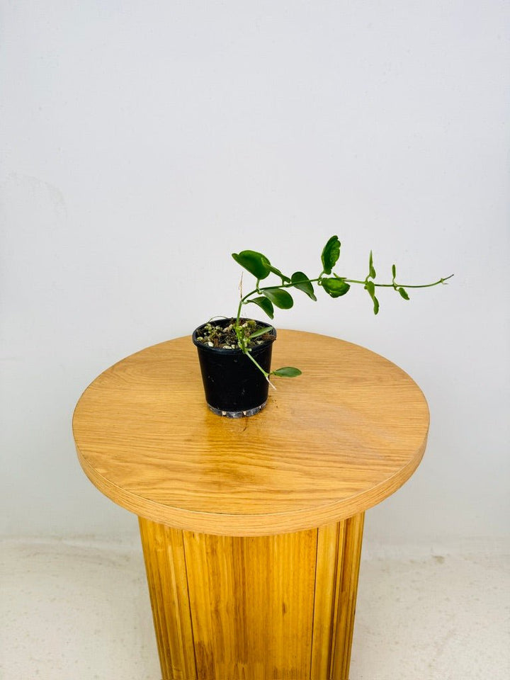 Dischidia Tonsuensis | Uprooted