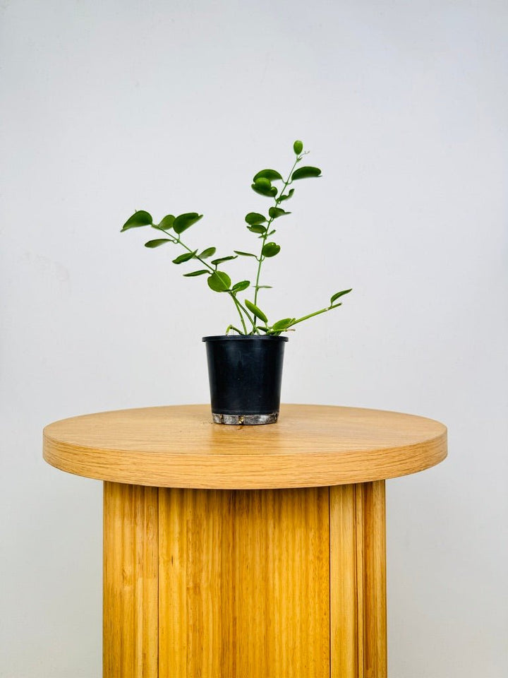 Dischidia Tonsuensis | Uprooted