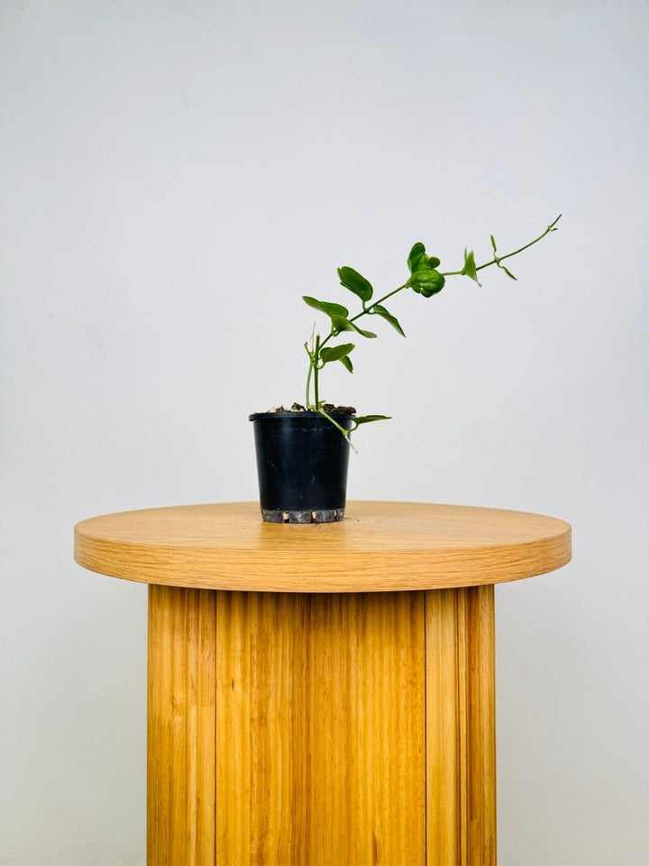 Dischidia Tonsuensis | Uprooted