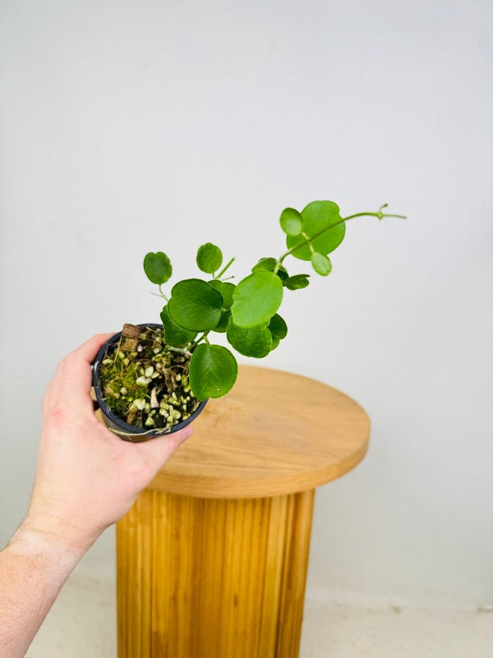 Dischidia Tonsuensis | Uprooted