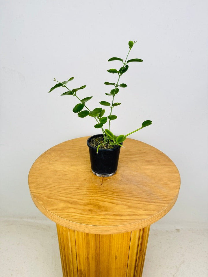 Dischidia Tonsuensis | Uprooted