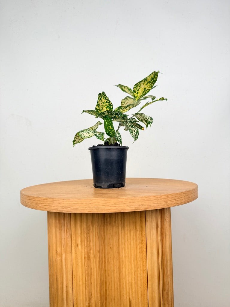 dracaena surculosa benefits Dracaena Surculosa - Florida Beauty | Uprooted