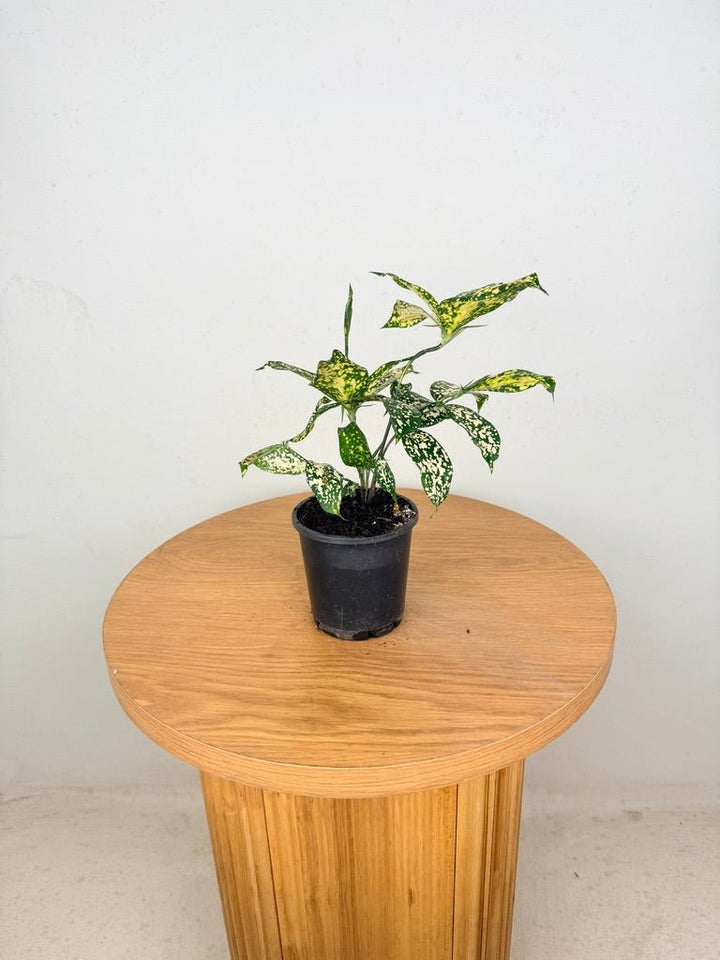 Dracaena Surculosa - Florida Beauty | Uprooted