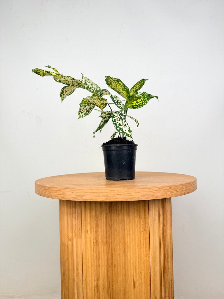 dracaena florida beauty plant care Dracaena Surculosa - Florida Beauty | Uprooted