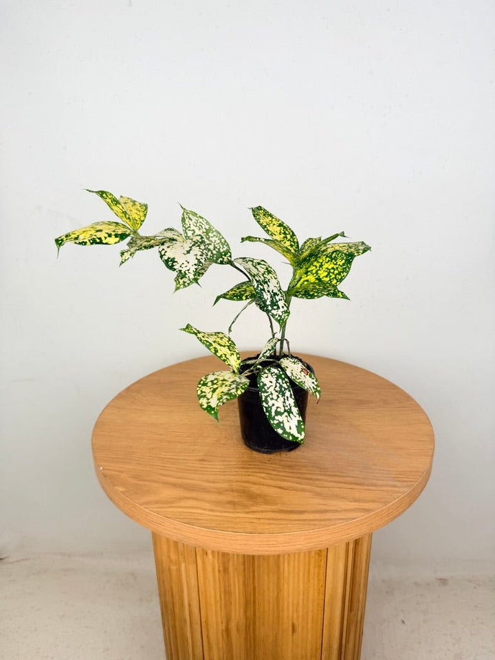 Dracaena Surculosa - Florida Beauty | Uprooted