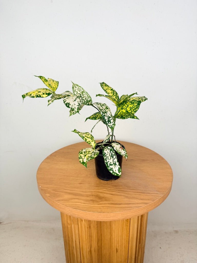 dracaena godseffiana florida beauty Dracaena Surculosa - Florida Beauty | Uprooted