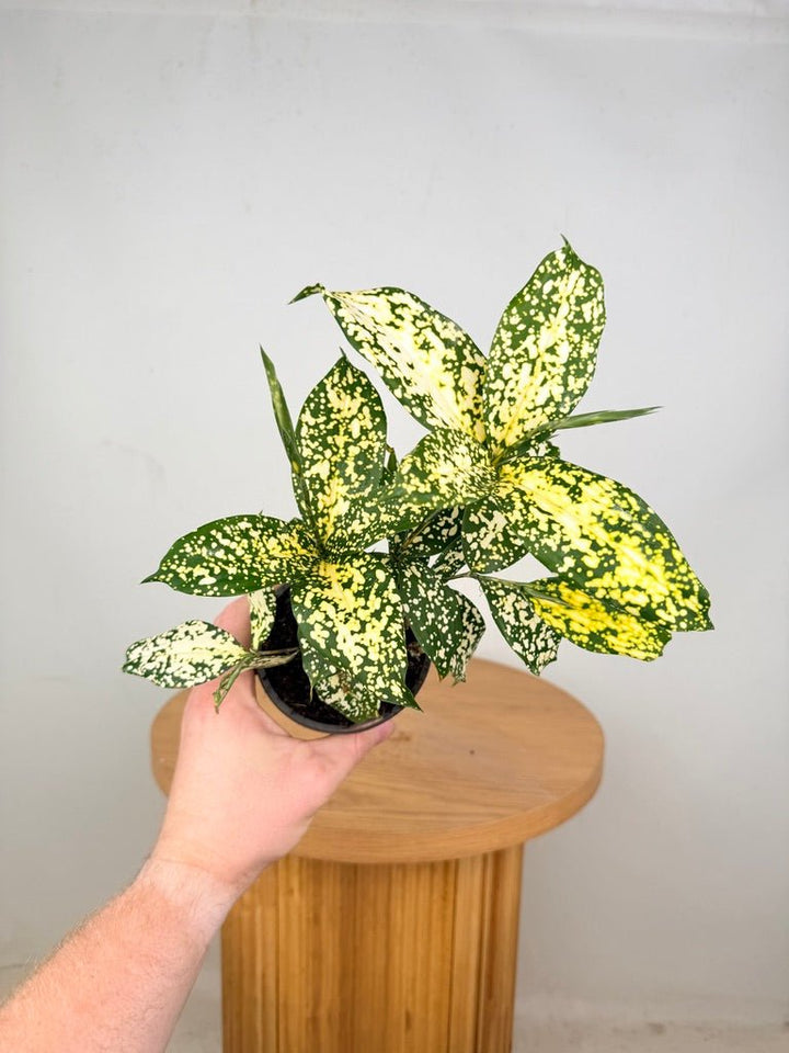 Dracaena Surculosa - Florida Beauty | Uprooted