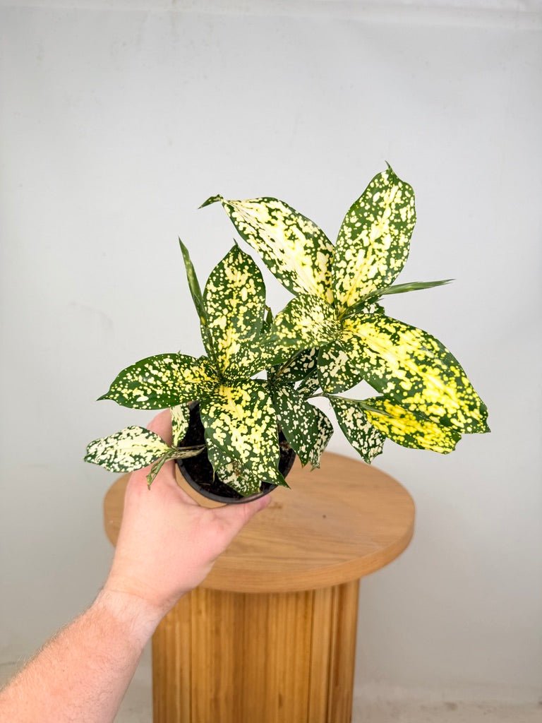 dracaena surculosa for sale Dracaena Surculosa - Florida Beauty | Uprooted