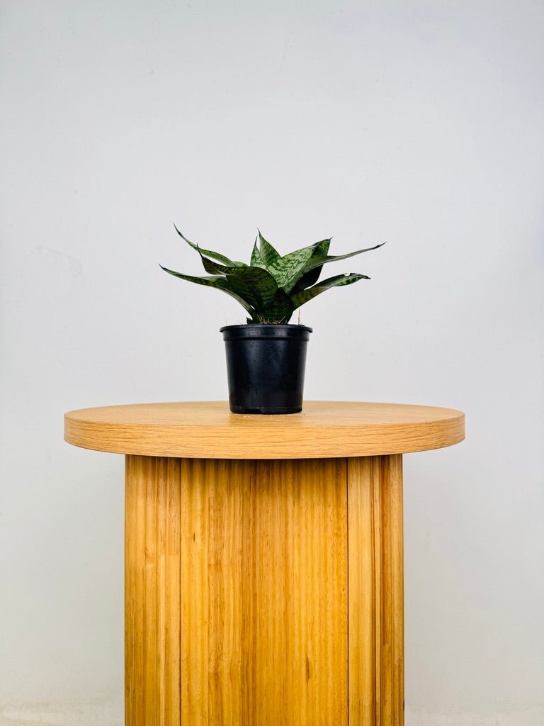 Dracaena Trifasciata - Hahnii | Uprooted